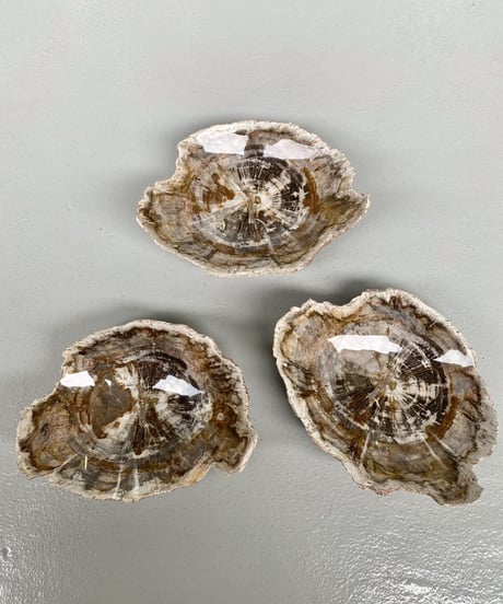 Petrified wood