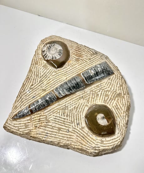 Ammonite Fossil