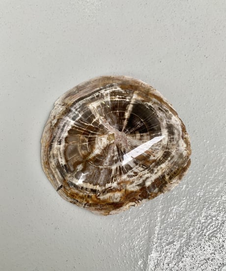 Petrified wood