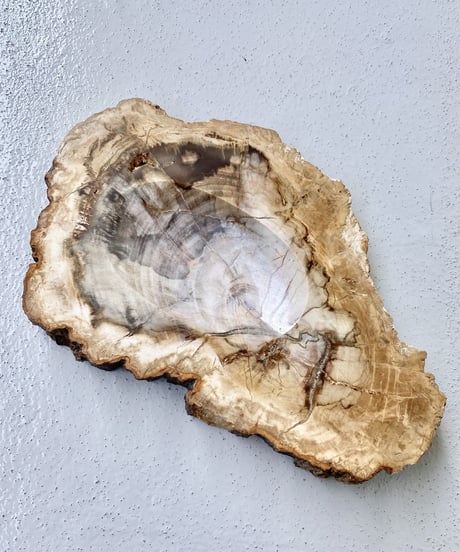 Petrified Wood