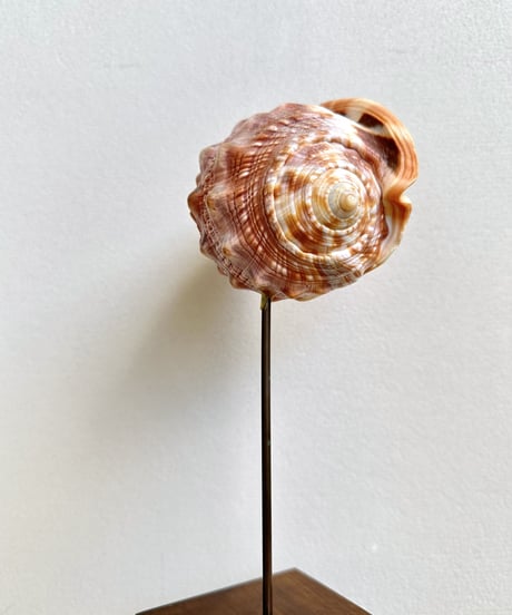 Sculpture 🐚