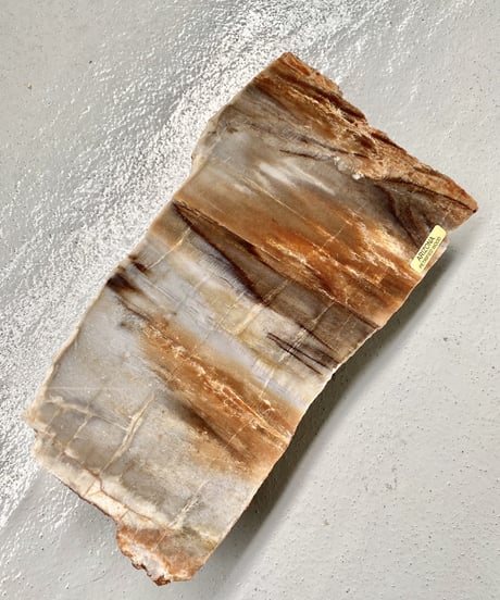 Petrified Wood