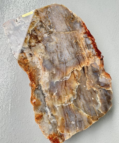 Petrified Wood