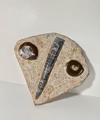 Ammonite Fossil