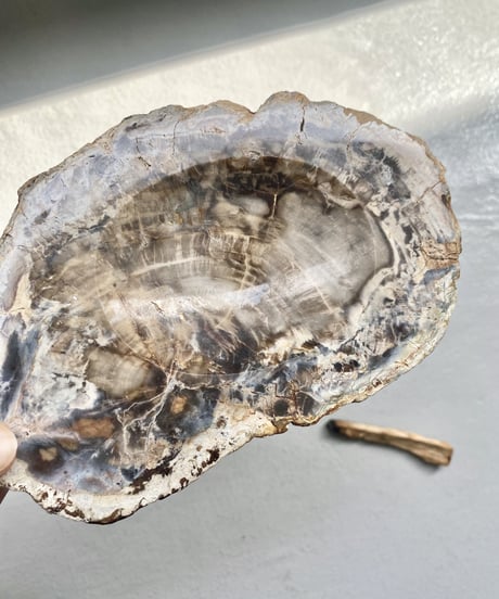 Petrified Wood
