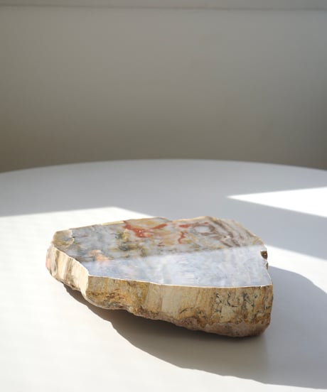 Petrified Wood