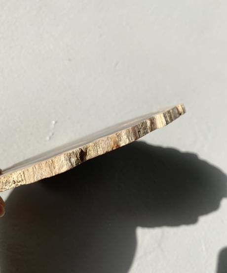 Petrified Wood