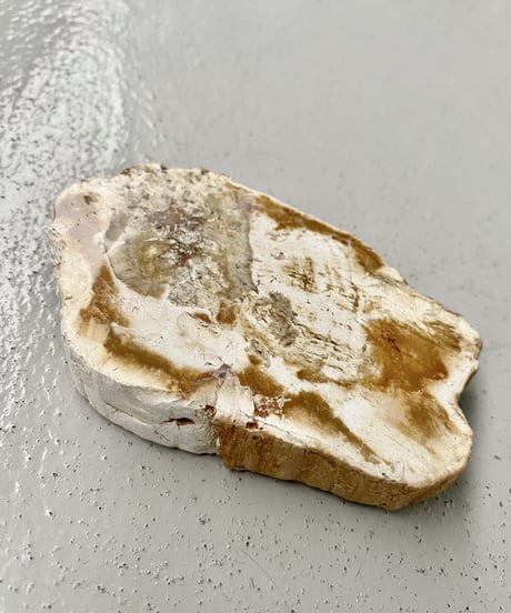 Petrified Tray