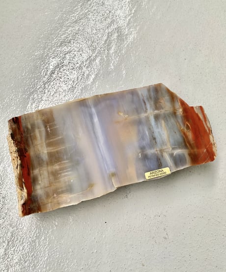 Petrified Wood
