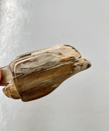 Petrified Wood