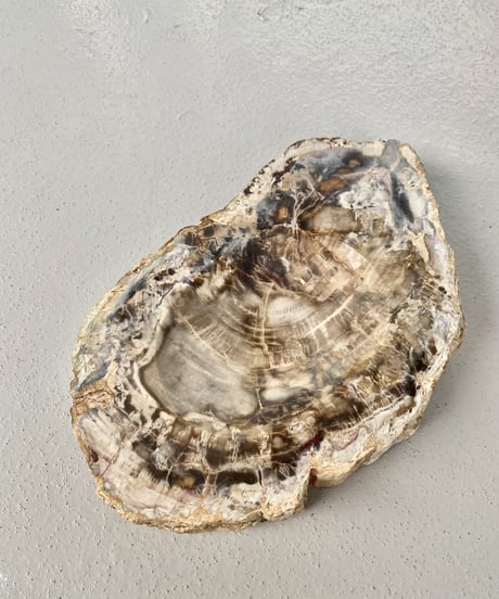 Petrified Wood