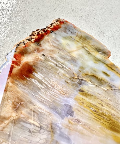 Petrified Wood