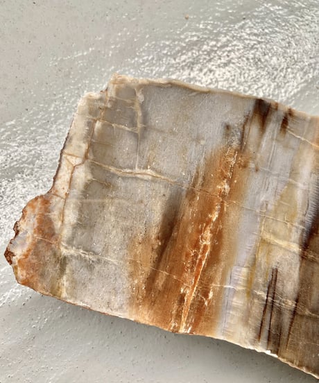 Petrified Wood