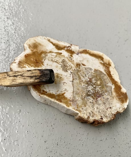 Petrified Tray