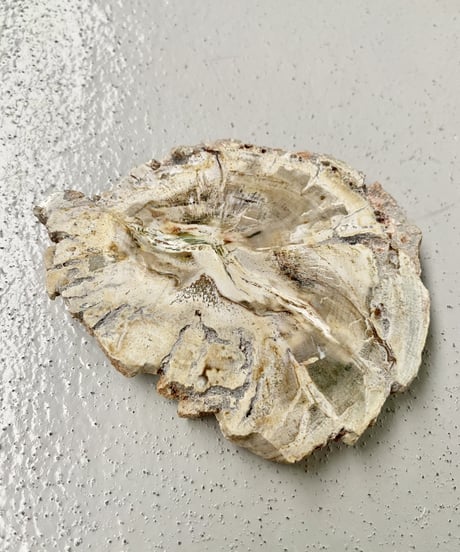 Petrified Tray