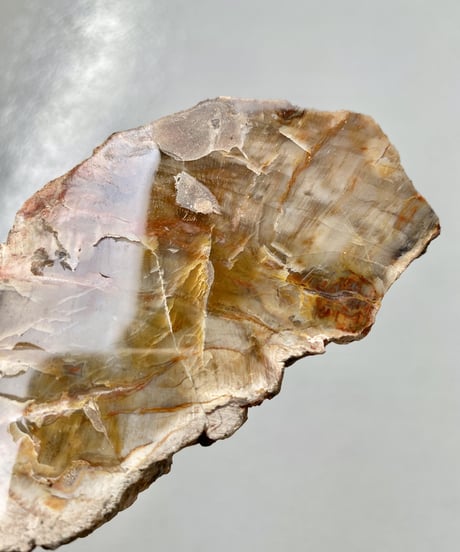 Petrified Wood