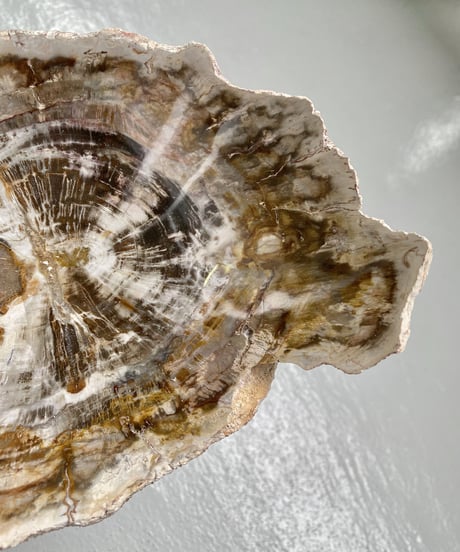 Petrified wood