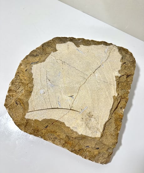 Ammonite Fossil