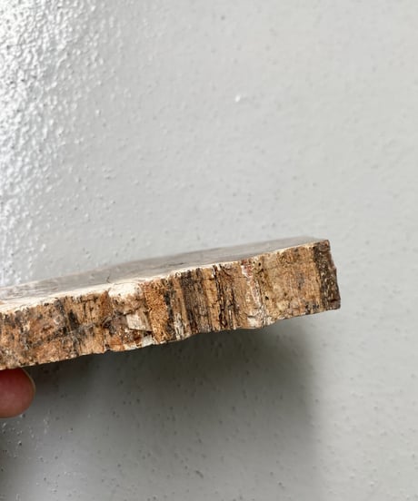 Petrified Wood