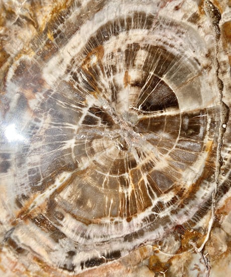 Petrified wood