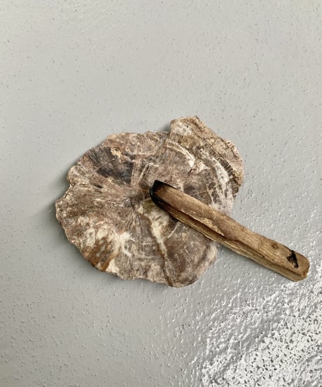 Petrified wood