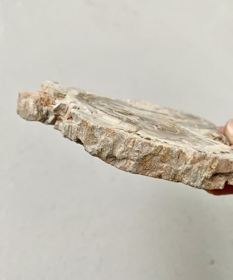 Petrified Tray