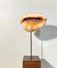 Sculpture 🐚