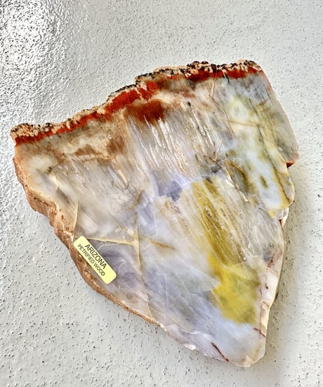 Petrified Wood