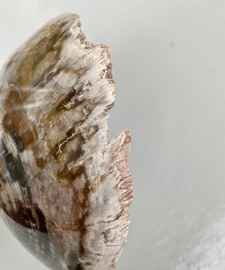 Petrified wood
