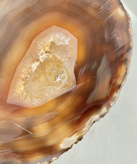 Petrified Wood