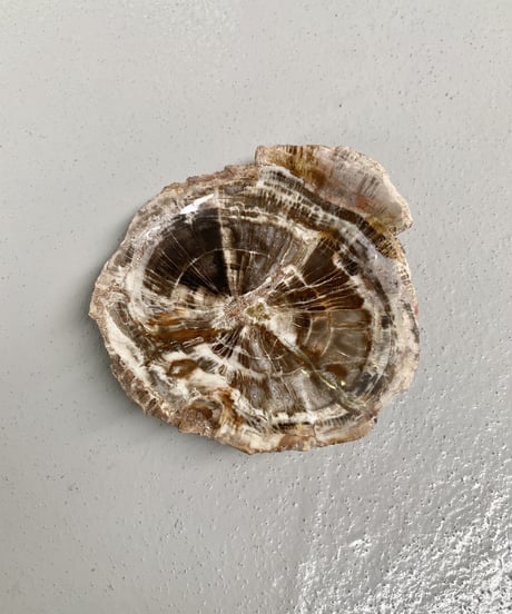 Petrified wood
