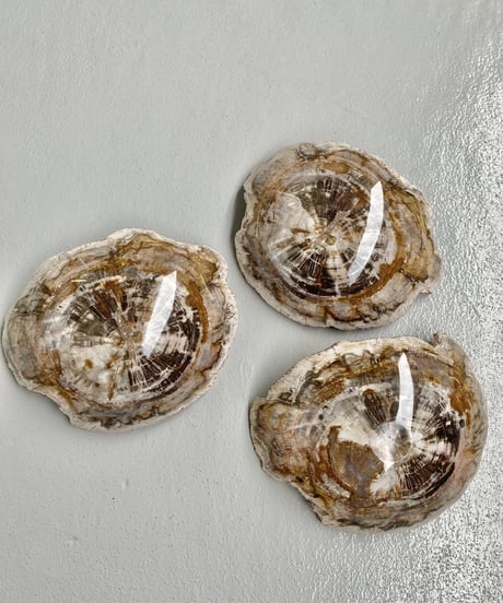 Petrified wood