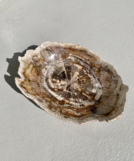 Petrified wood