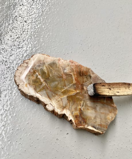 Petrified Wood