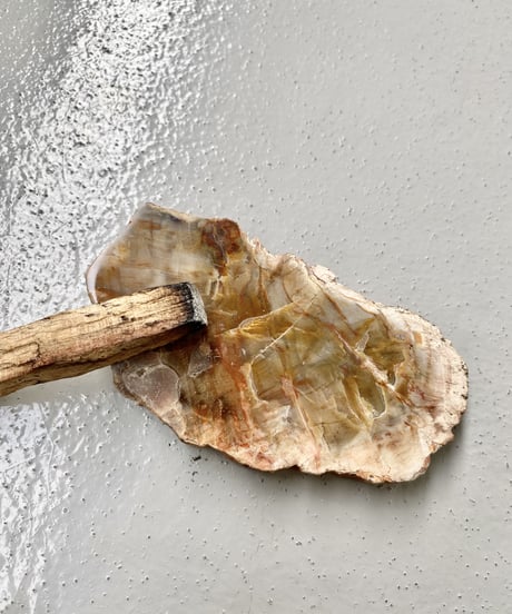 Petrified Wood