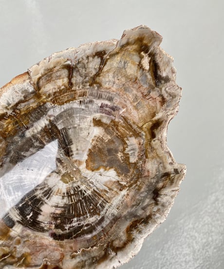 Petrified wood