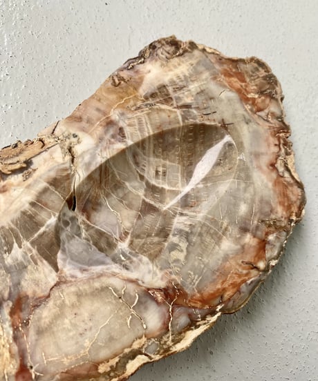 Petrified Wood