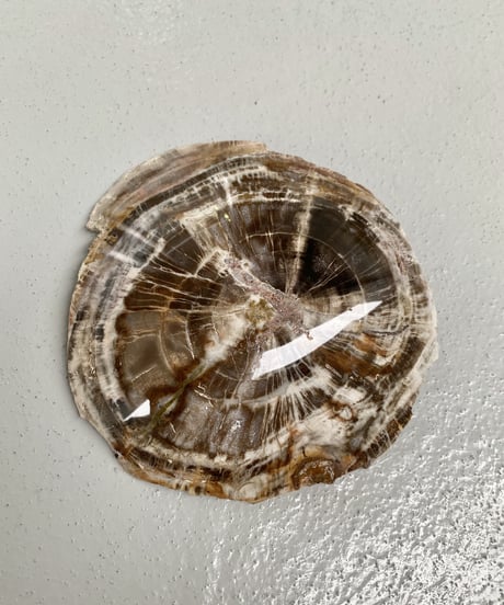 Petrified wood