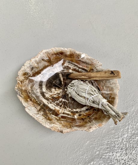 Petrified wood