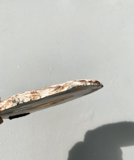 Petrified Wood