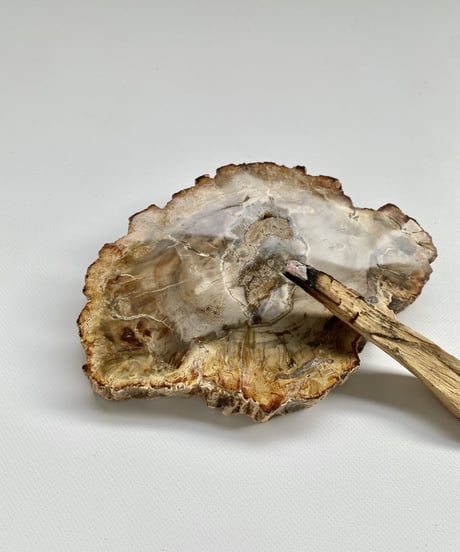Petrified Wood