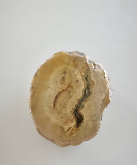 Petrified Wood