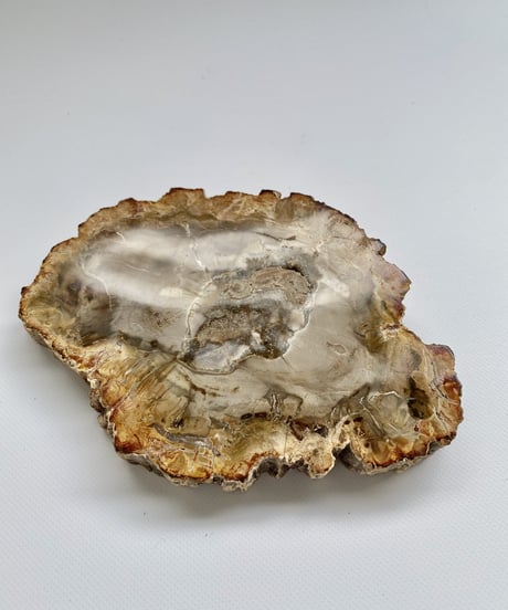 Petrified Wood