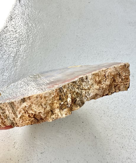 Petrified Wood