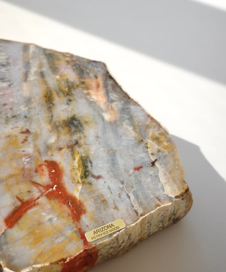 Petrified Wood