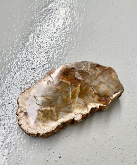Petrified Wood