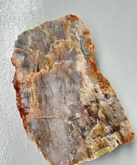 Petrified Wood