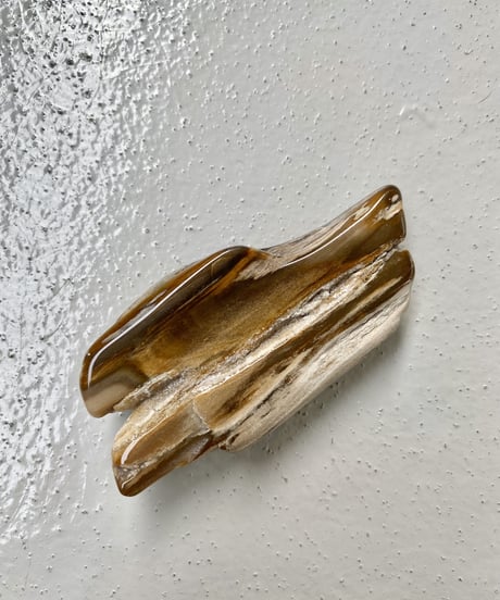 Petrified Wood
