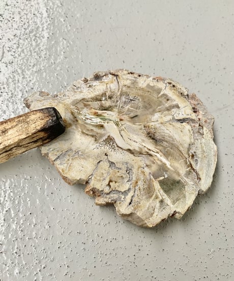 Petrified Tray
