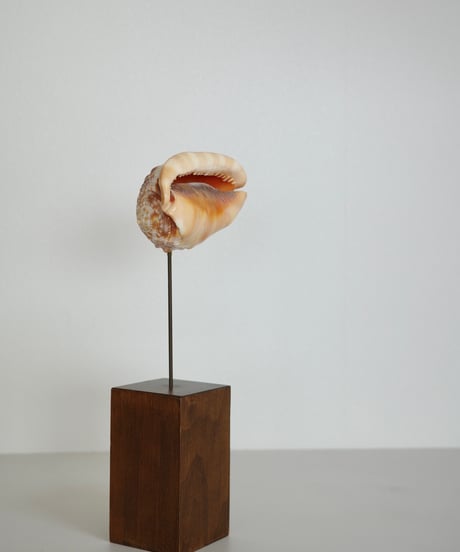 Sculpture 🐚